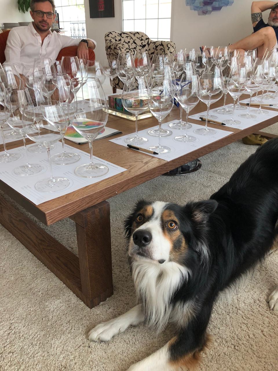 Home tastings glasses and dog